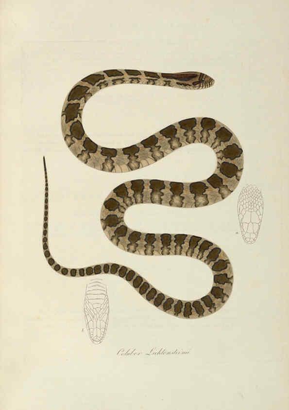Reproducción/Reproduction 6011873269: Abbildungen zur Naturgeschichte Brasiliens Weimar :im Verlage des Grossherzogl. Sächs. priv. Landes-Industrie-Comptoirs,1822-1831