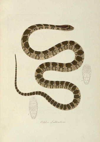 Reproducción/Reproduction 6011873269: Abbildungen zur Naturgeschichte Brasiliens Weimar :im Verlage des Grossherzogl. Sächs. priv. Landes-Industrie-Comptoirs,1822-1831