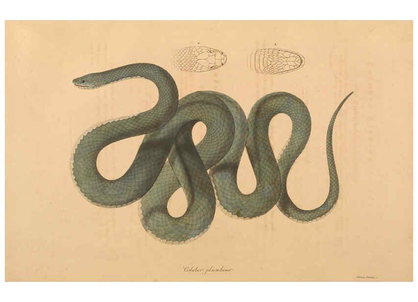 Reproducción/Reproduction 6011873633: Abbildungen zur Naturgeschichte Brasiliens Weimar :im Verlage des Grossherzogl. Sächs. priv. Landes-Industrie-Comptoirs,1822-1831