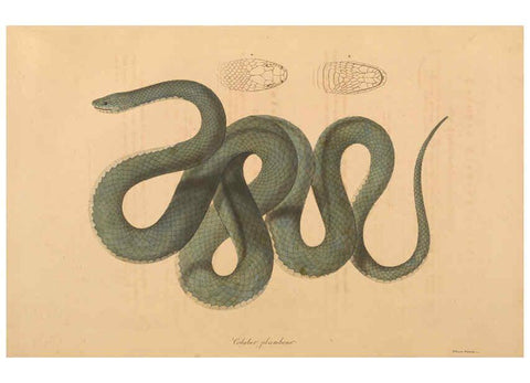 Reproducción/Reproduction 6011873633: Abbildungen zur Naturgeschichte Brasiliens Weimar :im Verlage des Grossherzogl. Sächs. priv. Landes-Industrie-Comptoirs,1822-1831