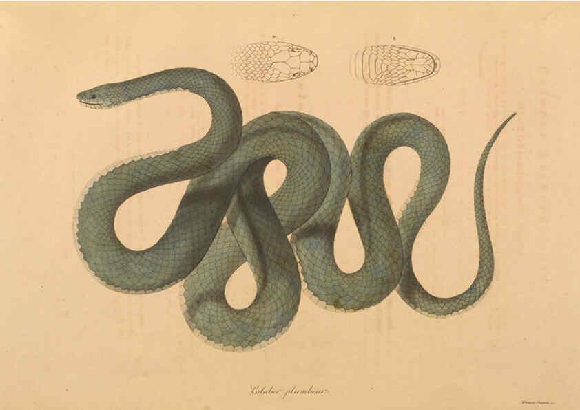 Reproducción/Reproduction 6011873633: Abbildungen zur Naturgeschichte Brasiliens Weimar :im Verlage des Grossherzogl. Sächs. priv. Landes-Industrie-Comptoirs,1822-1831