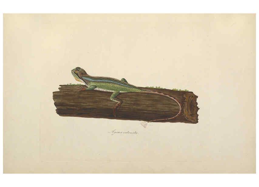Reproducción/Reproduction 6011867537: Abbildungen zur Naturgeschichte Brasiliens Weimar :im Verlage des Grossherzogl. Sächs. priv. Landes-Industrie-Comptoirs,1822-1831