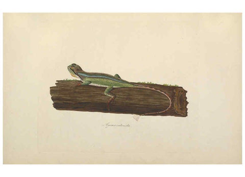 Reproducción/Reproduction 6011867537: Abbildungen zur Naturgeschichte Brasiliens Weimar :im Verlage des Grossherzogl. Sächs. priv. Landes-Industrie-Comptoirs,1822-1831
