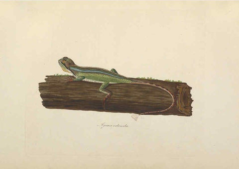 Reproducción/Reproduction 6011867537: Abbildungen zur Naturgeschichte Brasiliens Weimar :im Verlage des Grossherzogl. Sächs. priv. Landes-Industrie-Comptoirs,1822-1831