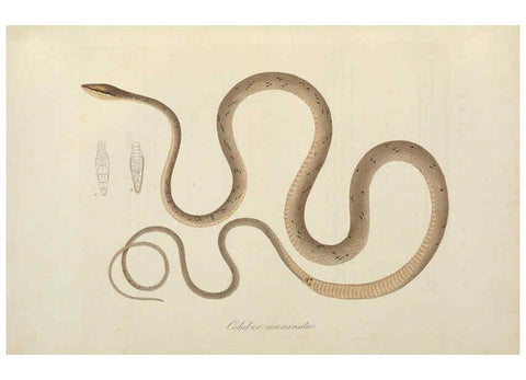 Reproducción/Reproduction 6012421092: Abbildungen zur Naturgeschichte Brasiliens Weimar :im Verlage des Grossherzogl. Sächs. priv. Landes-Industrie-Comptoirs,1822-1831