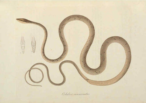 Reproducción/Reproduction 6012421092: Abbildungen zur Naturgeschichte Brasiliens Weimar :im Verlage des Grossherzogl. Sächs. priv. Landes-Industrie-Comptoirs,1822-1831
