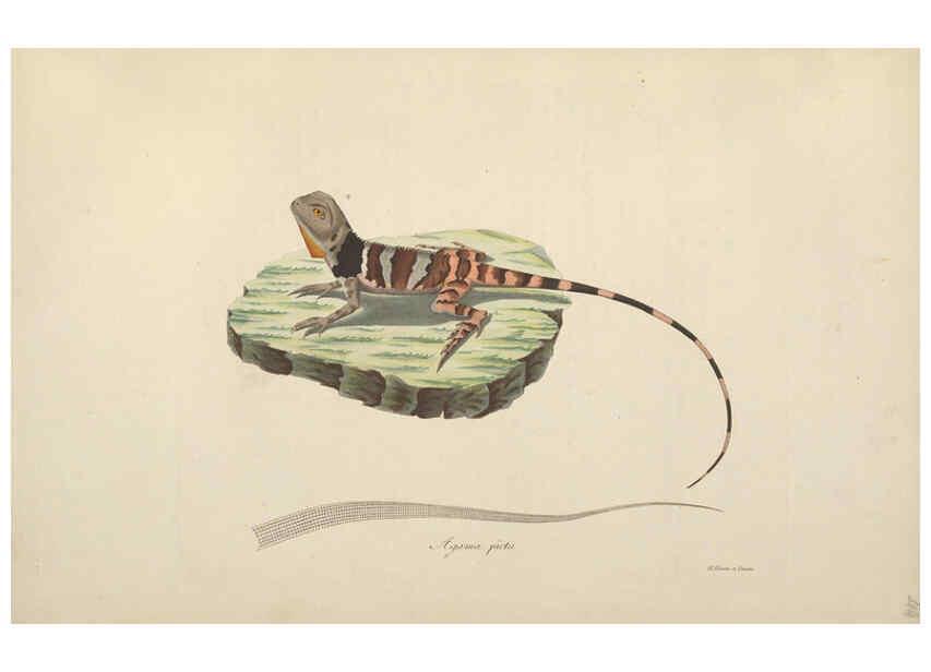 Reproducción/Reproduction 6011867271: Abbildungen zur Naturgeschichte Brasiliens Weimar :im Verlage des Grossherzogl. Sächs. priv. Landes-Industrie-Comptoirs,1822-1831