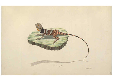 Reproducción/Reproduction 6011867271: Abbildungen zur Naturgeschichte Brasiliens Weimar :im Verlage des Grossherzogl. Sächs. priv. Landes-Industrie-Comptoirs,1822-1831