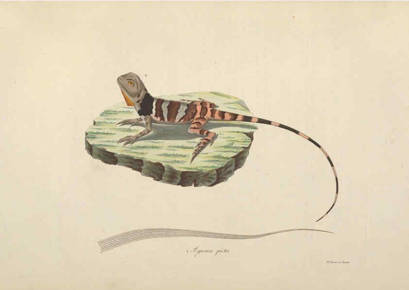 Reproducción/Reproduction 6011867271: Abbildungen zur Naturgeschichte Brasiliens Weimar :im Verlage des Grossherzogl. Sächs. priv. Landes-Industrie-Comptoirs,1822-1831
