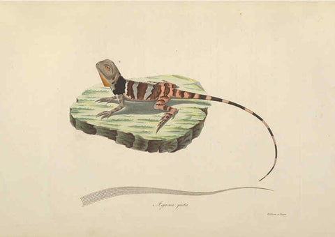 Reproducción/Reproduction 6011867271: Abbildungen zur Naturgeschichte Brasiliens Weimar :im Verlage des Grossherzogl. Sächs. priv. Landes-Industrie-Comptoirs,1822-1831