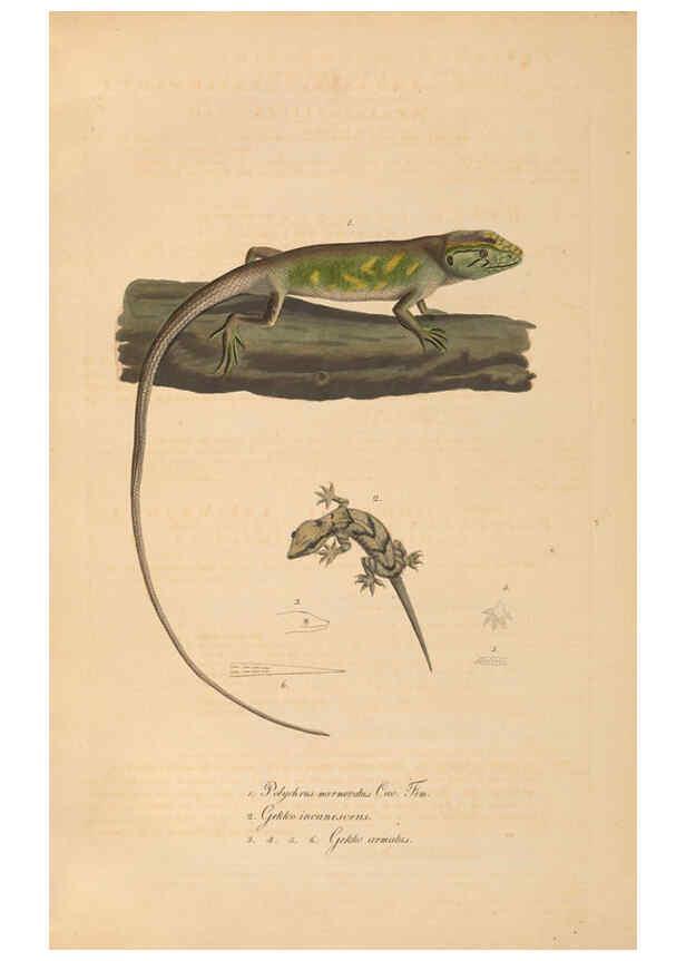 Reproducción/Reproduction 6012413612: Abbildungen zur Naturgeschichte Brasiliens Weimar :im Verlage des Grossherzogl. Sächs. priv. Landes-Industrie-Comptoirs,1822-1831