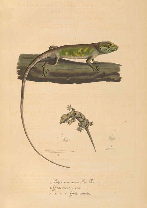 Reproducción/Reproduction 6012413612: Abbildungen zur Naturgeschichte Brasiliens Weimar :im Verlage des Grossherzogl. Sächs. priv. Landes-Industrie-Comptoirs,1822-1831