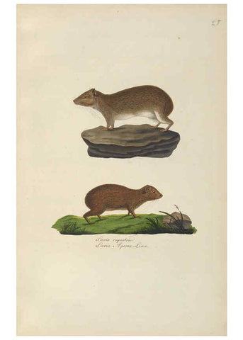 Reproducción/Reproduction 6012408170: Abbildungen zur Naturgeschichte Brasiliens Weimar :im Verlage des Grossherzogl. Sächs. priv. Landes-Industrie-Comptoirs,1822-1831