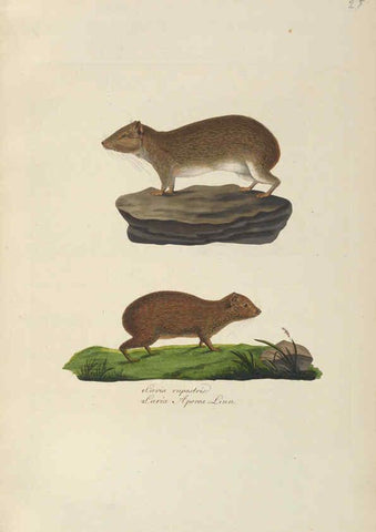 Reproducción/Reproduction 6012408170: Abbildungen zur Naturgeschichte Brasiliens Weimar :im Verlage des Grossherzogl. Sächs. priv. Landes-Industrie-Comptoirs,1822-1831