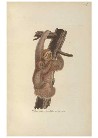 Reproducción/Reproduction 6012408510: Abbildungen zur Naturgeschichte Brasiliens Weimar :im Verlage des Grossherzogl. Sächs. priv. Landes-Industrie-Comptoirs,1822-1831