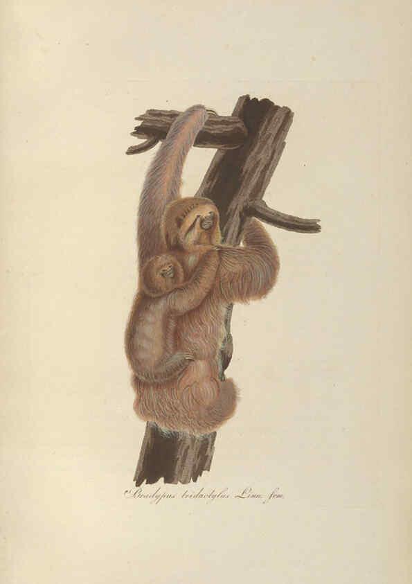 Reproducción/Reproduction 6012408510: Abbildungen zur Naturgeschichte Brasiliens Weimar :im Verlage des Grossherzogl. Sächs. priv. Landes-Industrie-Comptoirs,1822-1831
