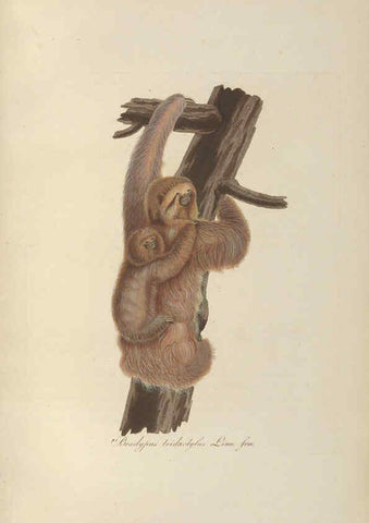 Reproducción/Reproduction 6012408510: Abbildungen zur Naturgeschichte Brasiliens Weimar :im Verlage des Grossherzogl. Sächs. priv. Landes-Industrie-Comptoirs,1822-1831