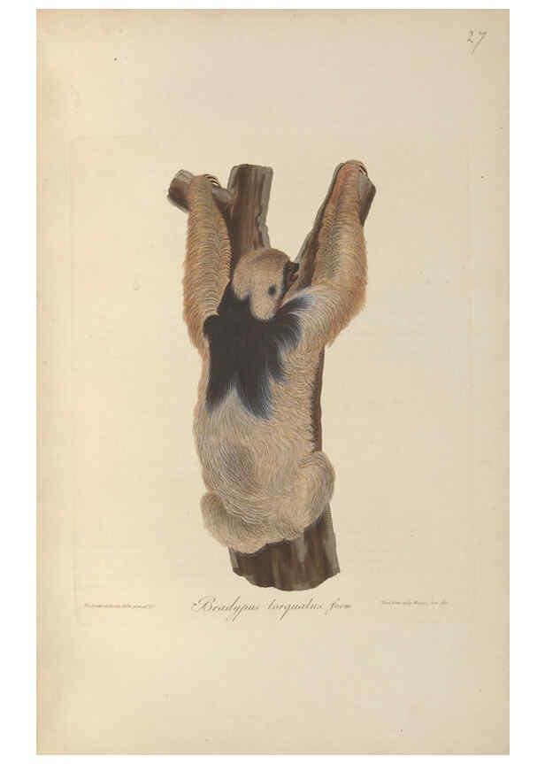 Reproducción/Reproduction 6011861915: Abbildungen zur Naturgeschichte Brasiliens Weimar :im Verlage des Grossherzogl. Sächs. priv. Landes-Industrie-Comptoirs,1822-1831
