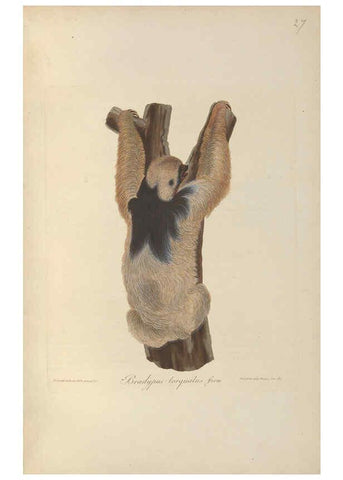 Reproducción/Reproduction 6011861915: Abbildungen zur Naturgeschichte Brasiliens Weimar :im Verlage des Grossherzogl. Sächs. priv. Landes-Industrie-Comptoirs,1822-1831