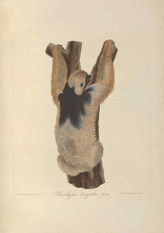Reproducción/Reproduction 6011861915: Abbildungen zur Naturgeschichte Brasiliens Weimar :im Verlage des Grossherzogl. Sächs. priv. Landes-Industrie-Comptoirs,1822-1831