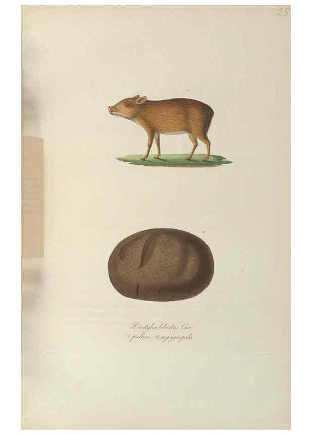 Reproducción/Reproduction 6011862237: Abbildungen zur Naturgeschichte Brasiliens Weimar :im Verlage des Grossherzogl. Sächs. priv. Landes-Industrie-Comptoirs,1822-1831