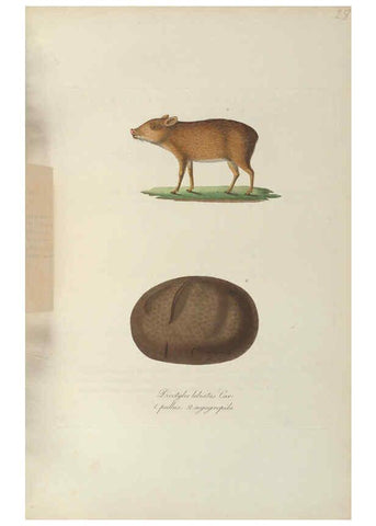 Reproducción/Reproduction 6011862237: Abbildungen zur Naturgeschichte Brasiliens Weimar :im Verlage des Grossherzogl. Sächs. priv. Landes-Industrie-Comptoirs,1822-1831