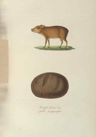 Reproducción/Reproduction 6011862237: Abbildungen zur Naturgeschichte Brasiliens Weimar :im Verlage des Grossherzogl. Sächs. priv. Landes-Industrie-Comptoirs,1822-1831
