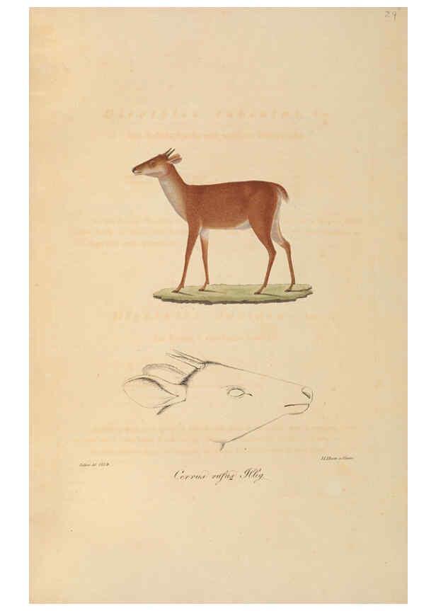 Reproducción/Reproduction 6011862479: Abbildungen zur Naturgeschichte Brasiliens Weimar :im Verlage des Grossherzogl. Sächs. priv. Landes-Industrie-Comptoirs,1822-1831