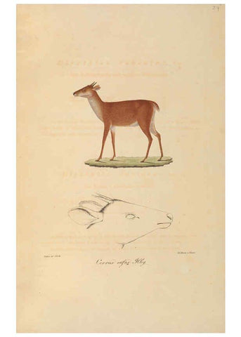 Reproducción/Reproduction 6011862479: Abbildungen zur Naturgeschichte Brasiliens Weimar :im Verlage des Grossherzogl. Sächs. priv. Landes-Industrie-Comptoirs,1822-1831