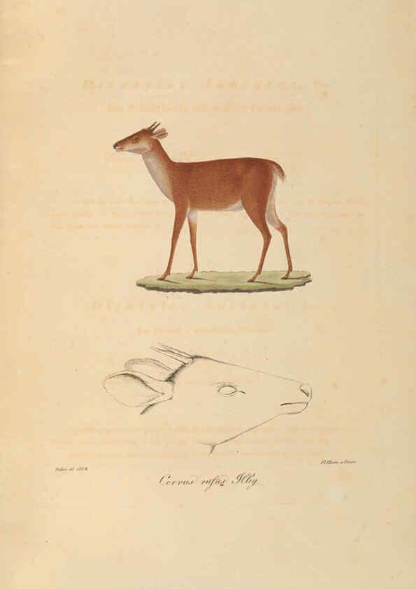 Reproducción/Reproduction 6011862479: Abbildungen zur Naturgeschichte Brasiliens Weimar :im Verlage des Grossherzogl. Sächs. priv. Landes-Industrie-Comptoirs,1822-1831