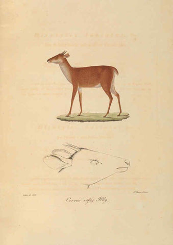 Reproducción/Reproduction 6011862479: Abbildungen zur Naturgeschichte Brasiliens Weimar :im Verlage des Grossherzogl. Sächs. priv. Landes-Industrie-Comptoirs,1822-1831