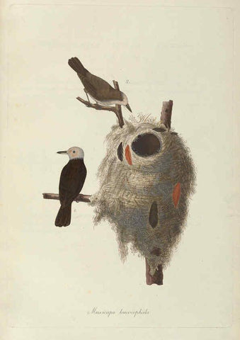 Reproducción/Reproduction 6011862809: Abbildungen zur Naturgeschichte Brasiliens Weimar :im Verlage des Grossherzogl. Sächs. priv. Landes-Industrie-Comptoirs,1822-1831