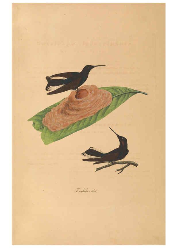 Reproducción/Reproduction 6011863141: Abbildungen zur Naturgeschichte Brasiliens Weimar :im Verlage des Grossherzogl. Sächs. priv. Landes-Industrie-Comptoirs,1822-1831