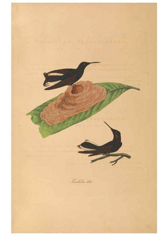 Reproducción/Reproduction 6011863141: Abbildungen zur Naturgeschichte Brasiliens Weimar :im Verlage des Grossherzogl. Sächs. priv. Landes-Industrie-Comptoirs,1822-1831