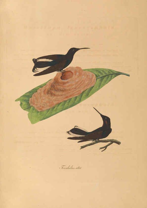 Reproducción/Reproduction 6011863141: Abbildungen zur Naturgeschichte Brasiliens Weimar :im Verlage des Grossherzogl. Sächs. priv. Landes-Industrie-Comptoirs,1822-1831