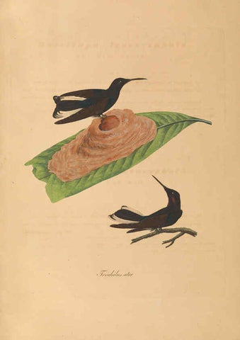 Reproducción/Reproduction 6011863141: Abbildungen zur Naturgeschichte Brasiliens Weimar :im Verlage des Grossherzogl. Sächs. priv. Landes-Industrie-Comptoirs,1822-1831