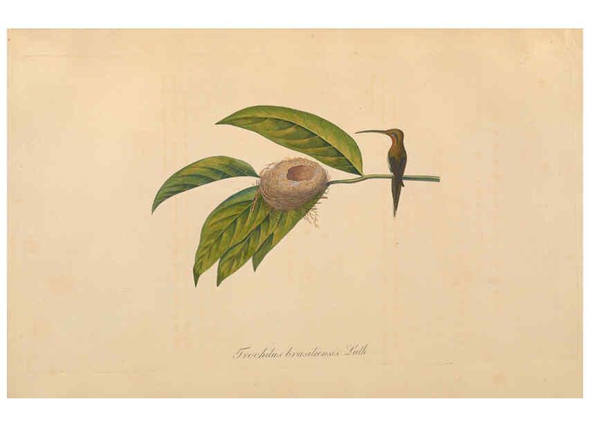 Reproducción/Reproduction 6011863487: Abbildungen zur Naturgeschichte Brasiliens Weimar :im Verlage des Grossherzogl. Sächs. priv. Landes-Industrie-Comptoirs,1822-1831