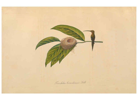 Reproducción/Reproduction 6011863487: Abbildungen zur Naturgeschichte Brasiliens Weimar :im Verlage des Grossherzogl. Sächs. priv. Landes-Industrie-Comptoirs,1822-1831