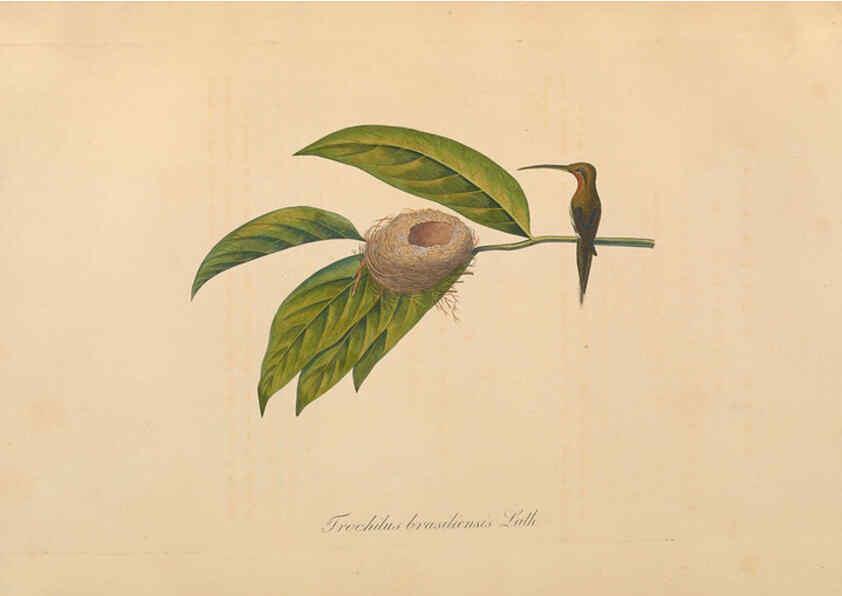 Reproducción/Reproduction 6011863487: Abbildungen zur Naturgeschichte Brasiliens Weimar :im Verlage des Grossherzogl. Sächs. priv. Landes-Industrie-Comptoirs,1822-1831