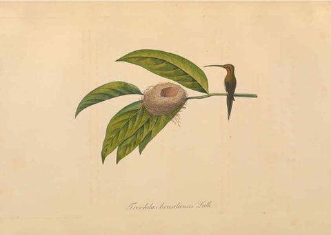 Reproducción/Reproduction 6011863487: Abbildungen zur Naturgeschichte Brasiliens Weimar :im Verlage des Grossherzogl. Sächs. priv. Landes-Industrie-Comptoirs,1822-1831