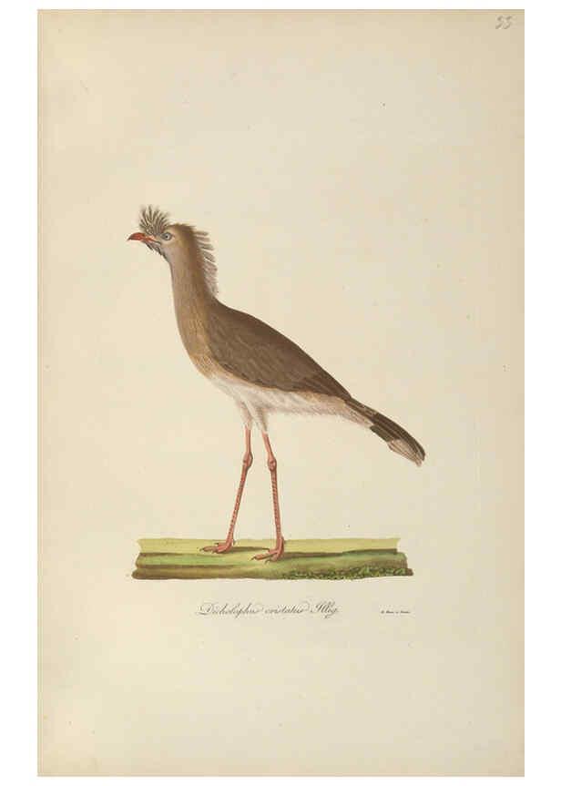 Reproducción/Reproduction 6012410626: Abbildungen zur Naturgeschichte Brasiliens Weimar :im Verlage des Grossherzogl. Sächs. priv. Landes-Industrie-Comptoirs,1822-1831