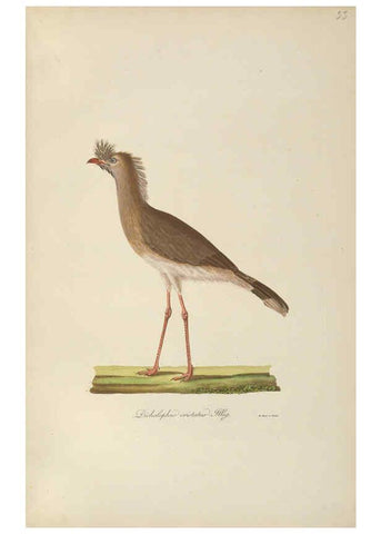 Reproducción/Reproduction 6012410626: Abbildungen zur Naturgeschichte Brasiliens Weimar :im Verlage des Grossherzogl. Sächs. priv. Landes-Industrie-Comptoirs,1822-1831