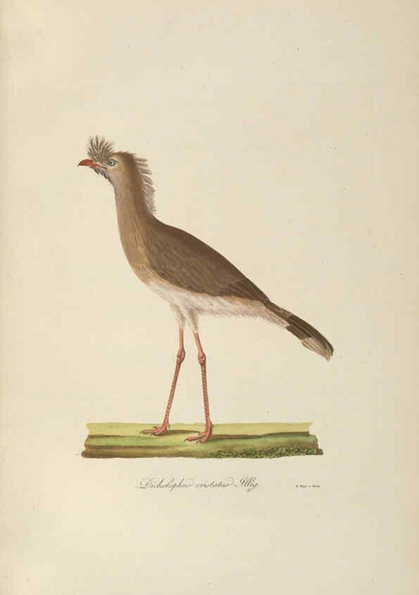 Reproducción/Reproduction 6012410626: Abbildungen zur Naturgeschichte Brasiliens Weimar :im Verlage des Grossherzogl. Sächs. priv. Landes-Industrie-Comptoirs,1822-1831