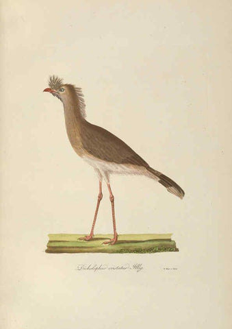 Reproducción/Reproduction 6012410626: Abbildungen zur Naturgeschichte Brasiliens Weimar :im Verlage des Grossherzogl. Sächs. priv. Landes-Industrie-Comptoirs,1822-1831