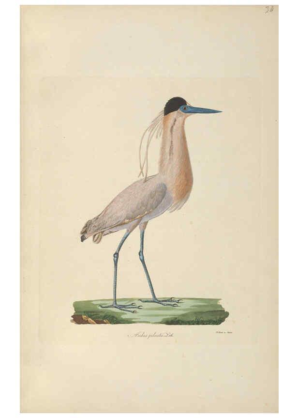 Reproducción/Reproduction 6011864163: Abbildungen zur Naturgeschichte Brasiliens Weimar :im Verlage des Grossherzogl. Sächs. priv. Landes-Industrie-Comptoirs,1822-1831