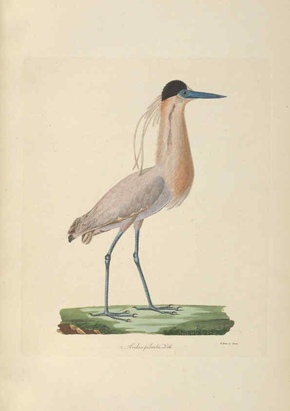 Reproducción/Reproduction 6011864163: Abbildungen zur Naturgeschichte Brasiliens Weimar :im Verlage des Grossherzogl. Sächs. priv. Landes-Industrie-Comptoirs,1822-1831
