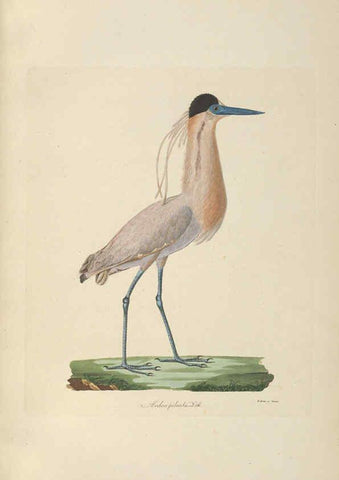 Reproducción/Reproduction 6011864163: Abbildungen zur Naturgeschichte Brasiliens Weimar :im Verlage des Grossherzogl. Sächs. priv. Landes-Industrie-Comptoirs,1822-1831