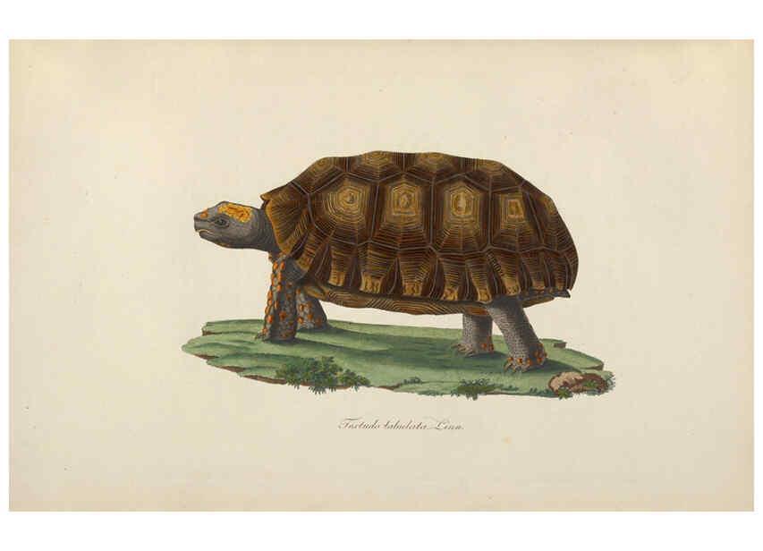 Reproducción/Reproduction 6011864463: Abbildungen zur Naturgeschichte Brasiliens Weimar :im Verlage des Grossherzogl. Sächs. priv. Landes-Industrie-Comptoirs,1822-1831