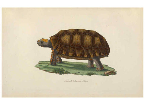 Reproducción/Reproduction 6011864463: Abbildungen zur Naturgeschichte Brasiliens Weimar :im Verlage des Grossherzogl. Sächs. priv. Landes-Industrie-Comptoirs,1822-1831