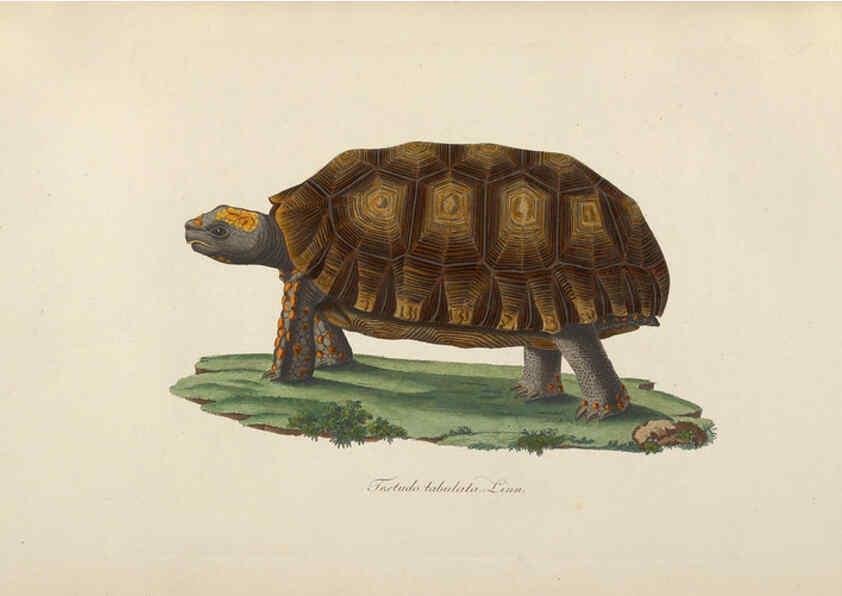 Reproducción/Reproduction 6011864463: Abbildungen zur Naturgeschichte Brasiliens Weimar :im Verlage des Grossherzogl. Sächs. priv. Landes-Industrie-Comptoirs,1822-1831
